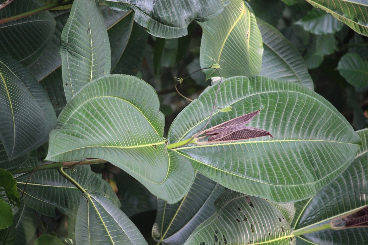 Miconia calvescens DC.